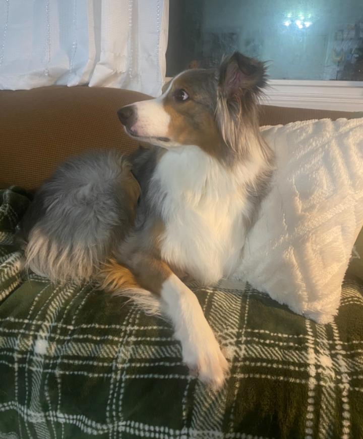 Enlarge Chip!, a ADOPTABLE Australian Shepherd in Omaha, NE image 2/4