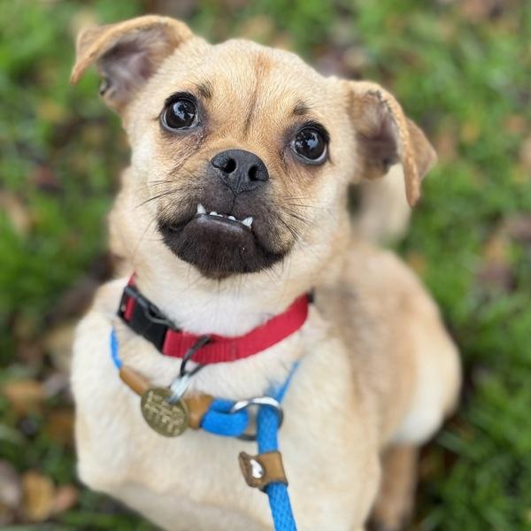 Ice Cube, Adoptable, Adult Male Pug & Chihuahua.