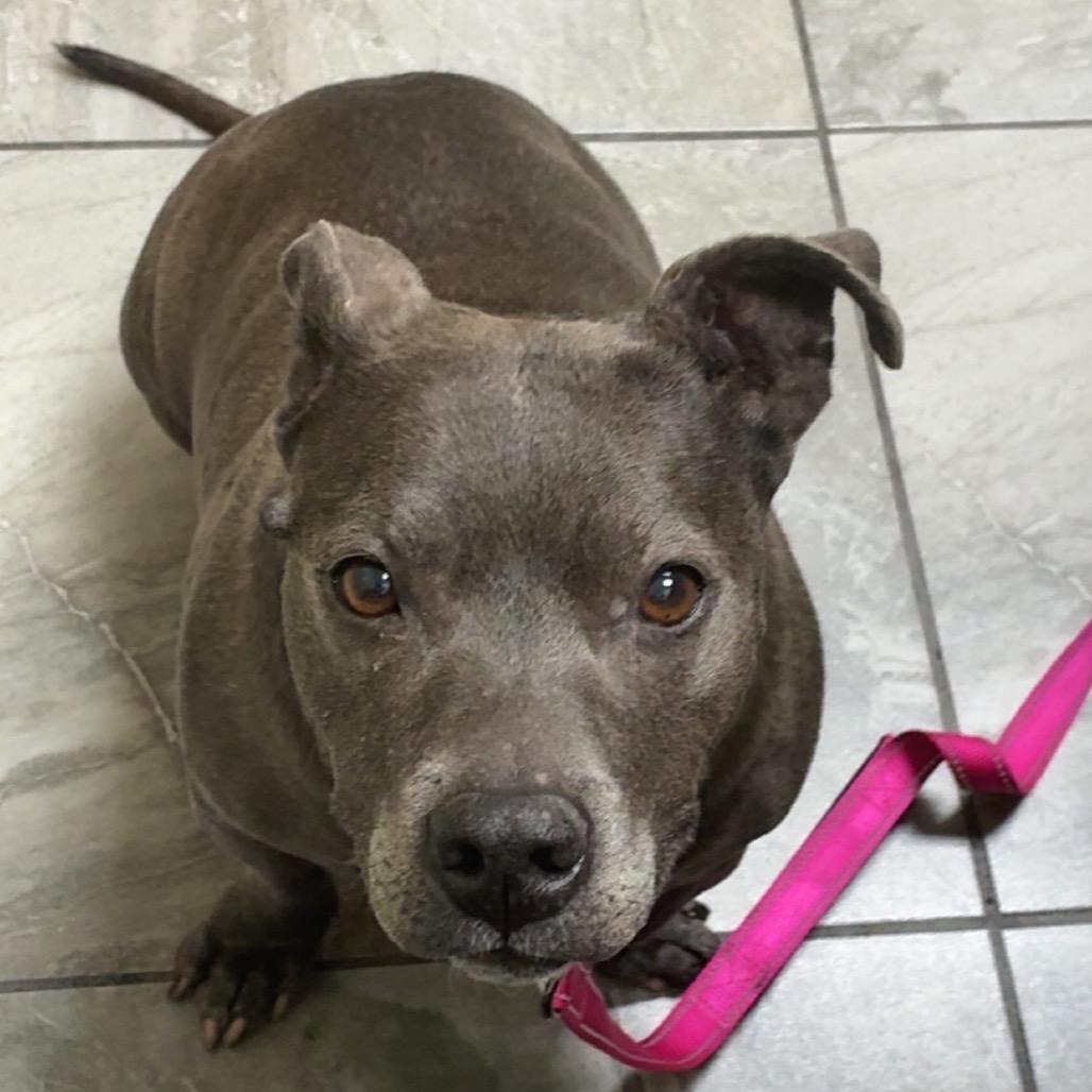 Enlarge Lola, a Adoptable mixed breed in Las Vegas, NV image 1/5