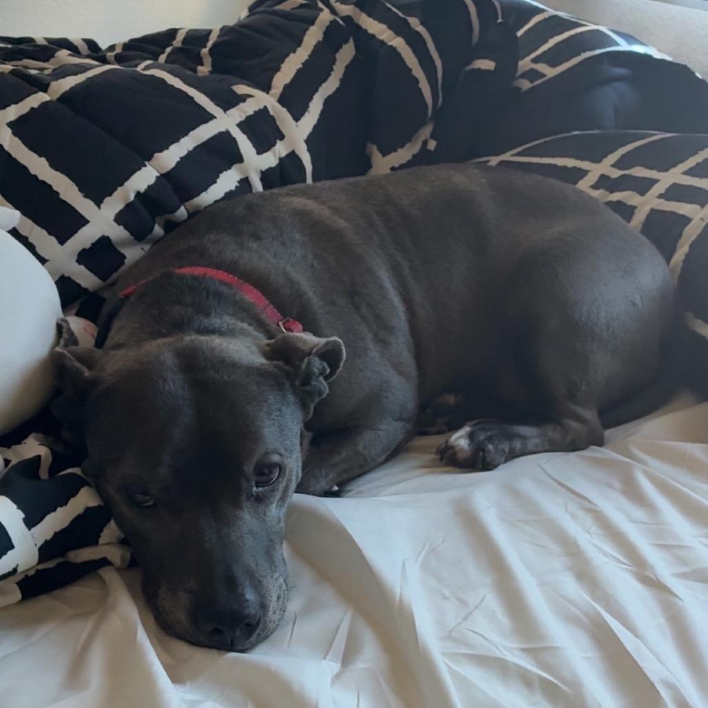 Enlarge Lola, a Adoptable mixed breed in Las Vegas, NV image 2/5