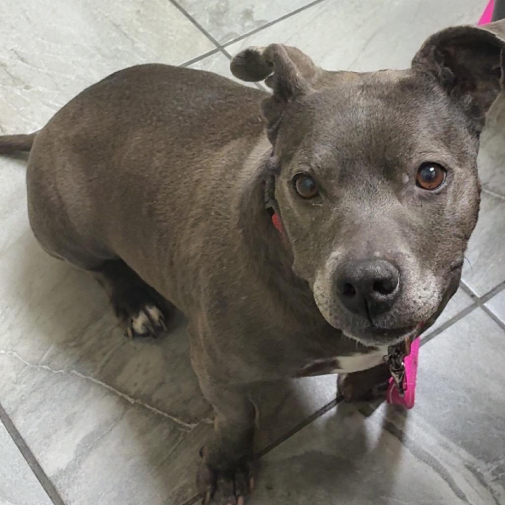 Enlarge Lola, a Adoptable mixed breed in Las Vegas, NV image 3/5