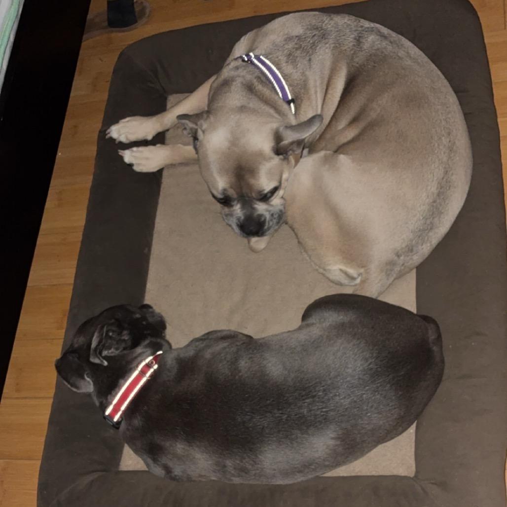 Enlarge Lola, a Adoptable mixed breed in Las Vegas, NV image 4/5