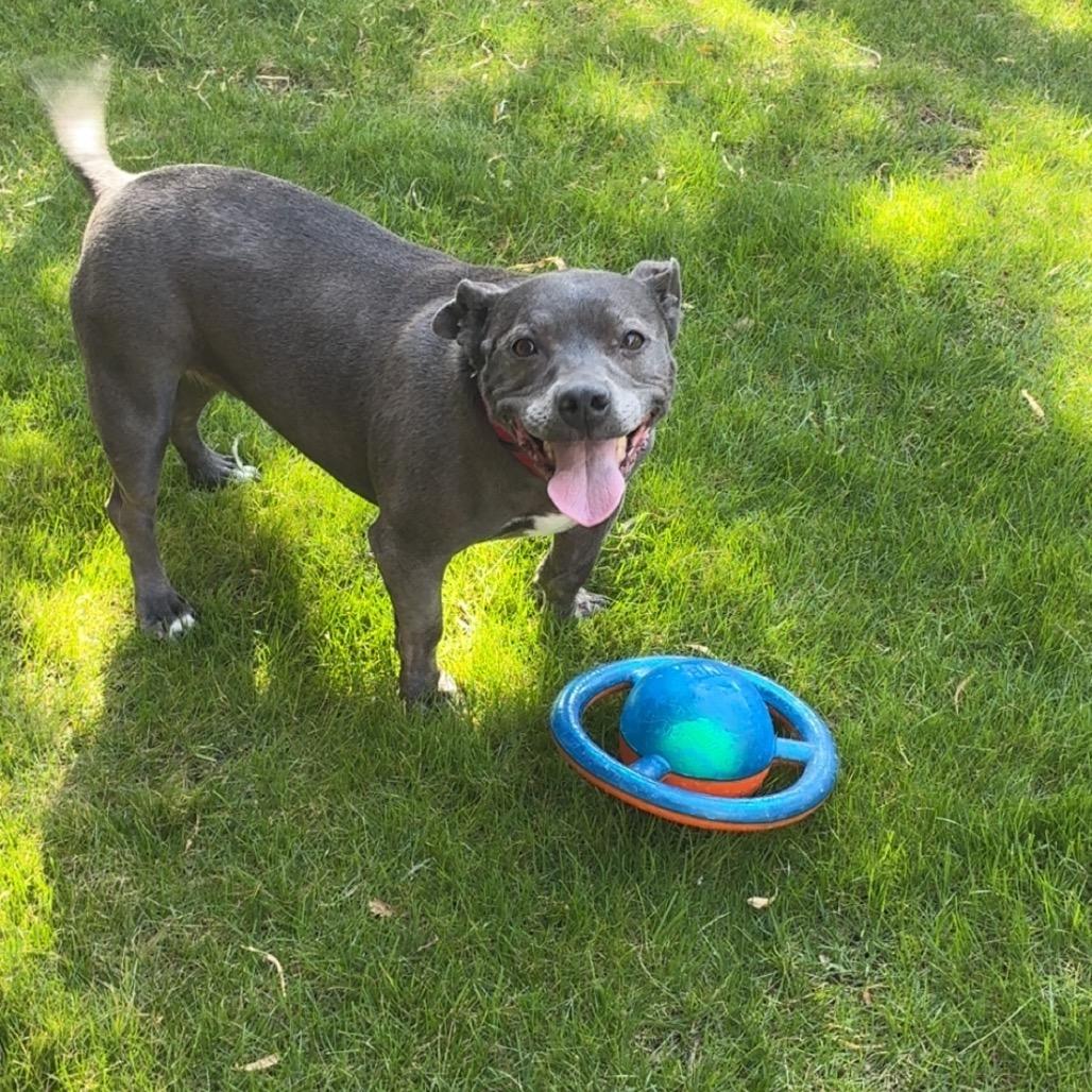 Enlarge Lola, a Adoptable mixed breed in Las Vegas, NV image 5/5