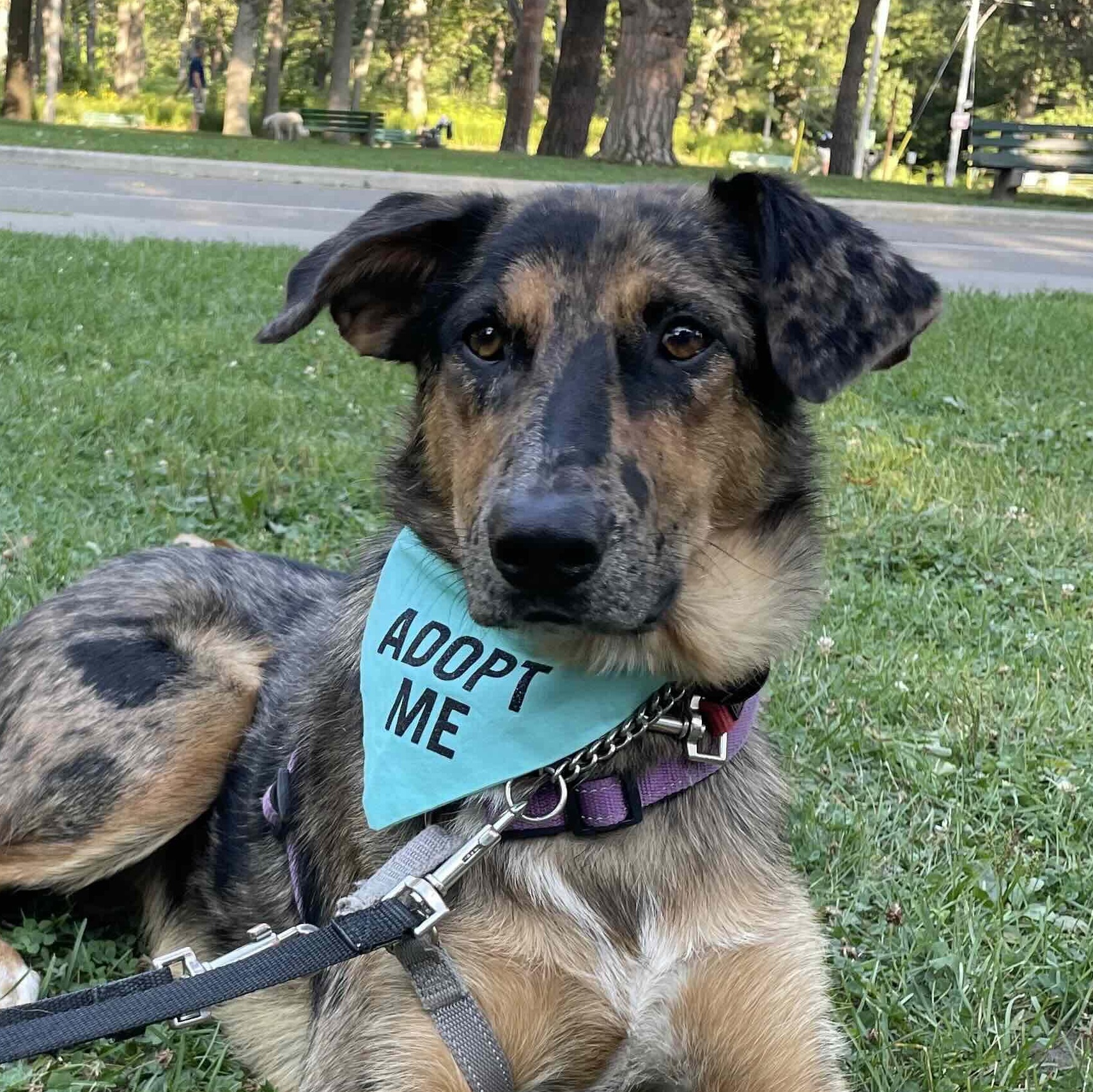 Enlarge Missy, a Adoptable Mixed Breed in Oakville, ON image 4/6