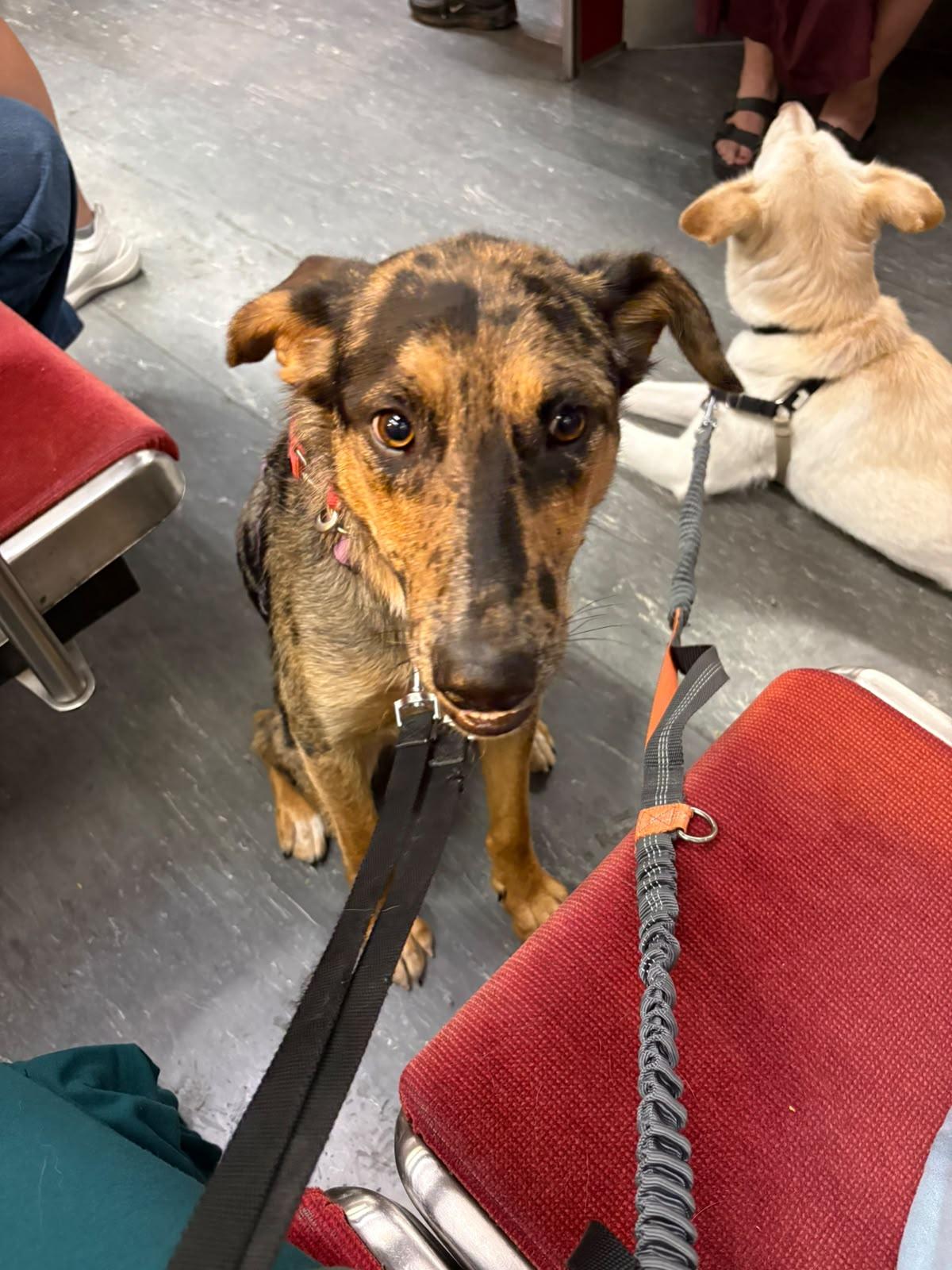 Enlarge Missy, a Adoptable Mixed Breed in Oakville, ON image 3/6