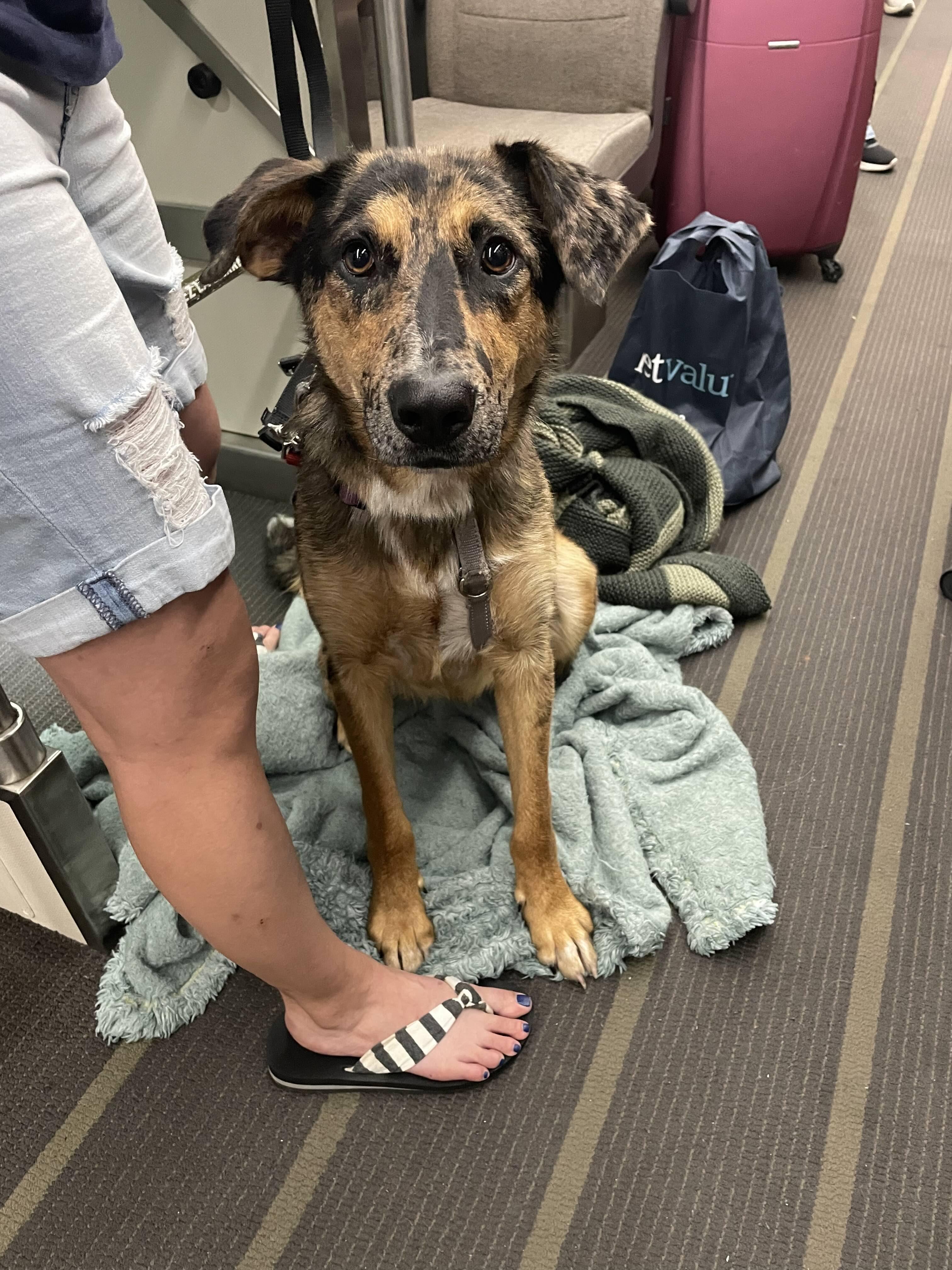 Enlarge Missy, a Adoptable Mixed Breed in Oakville, ON image 6/6