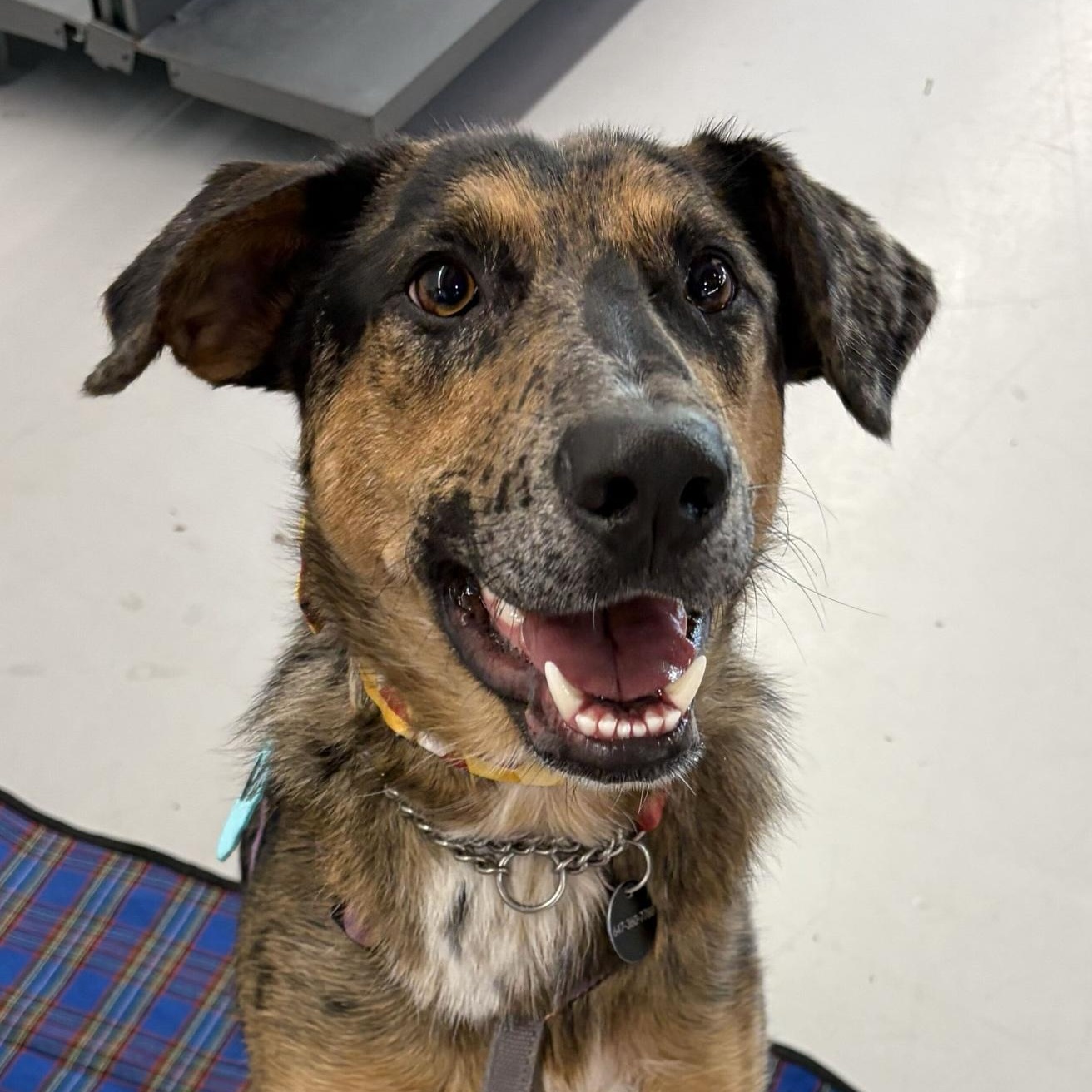Missy, Adoptable, Young Female Mixed Breed.