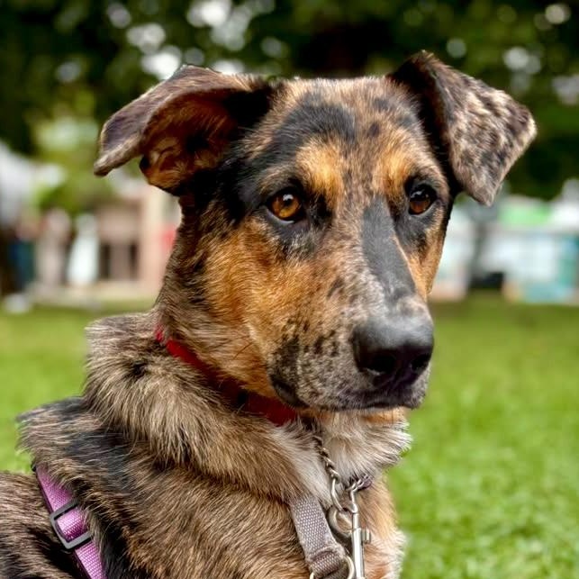 Enlarge Missy, a Adoptable Mixed Breed in Oakville, ON image 2/6