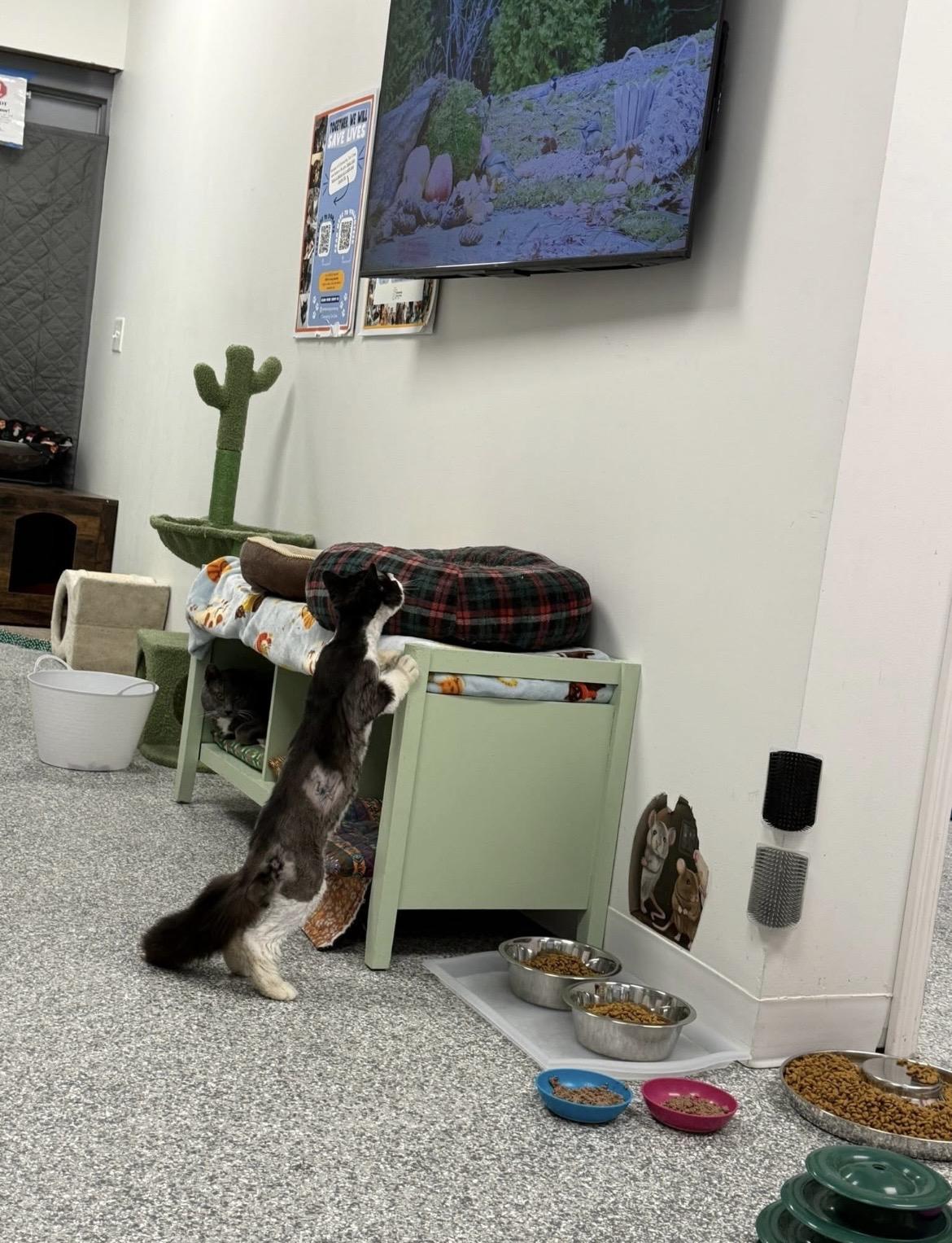 Enlarge Domino, a ADOPTABLE Domestic Short Hair in Hudsonville, MI image 2/6