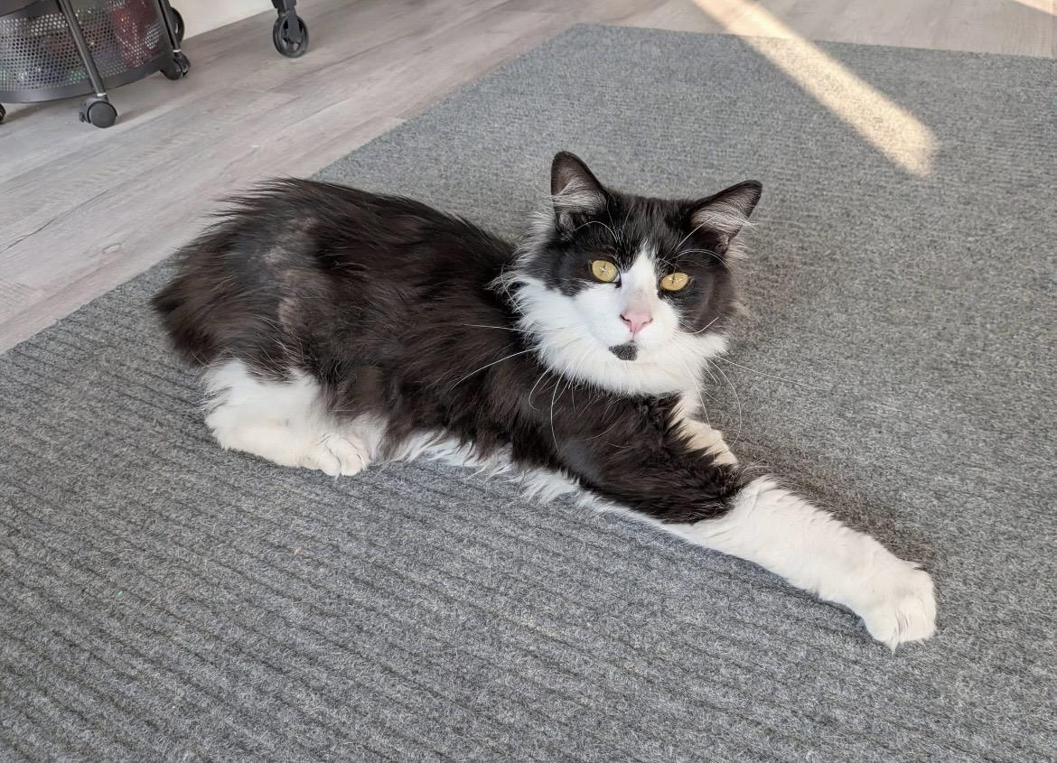 Enlarge Domino, a ADOPTABLE Domestic Long Hair in Hudsonville, MI image 1/6