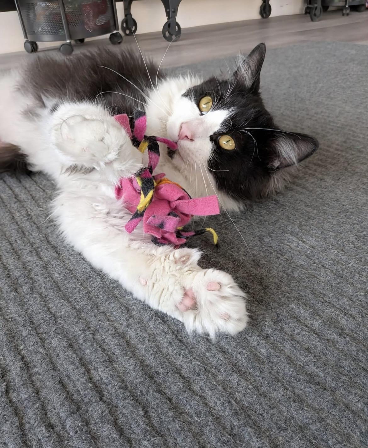 Enlarge Domino, a ADOPTABLE Domestic Long Hair in Hudsonville, MI image 6/6
