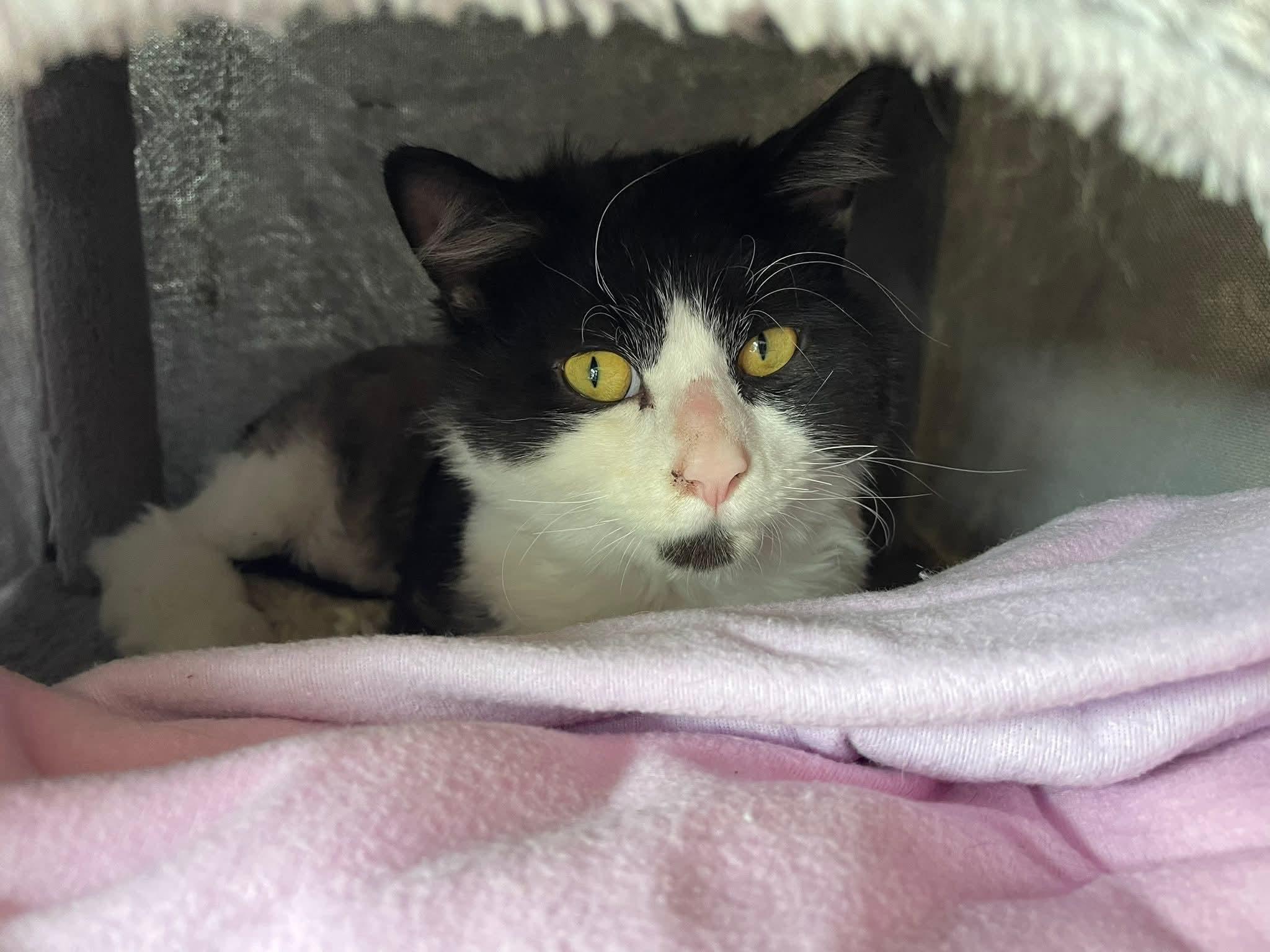 Enlarge Domino, a ADOPTABLE Domestic Long Hair in Hudsonville, MI image 6/6