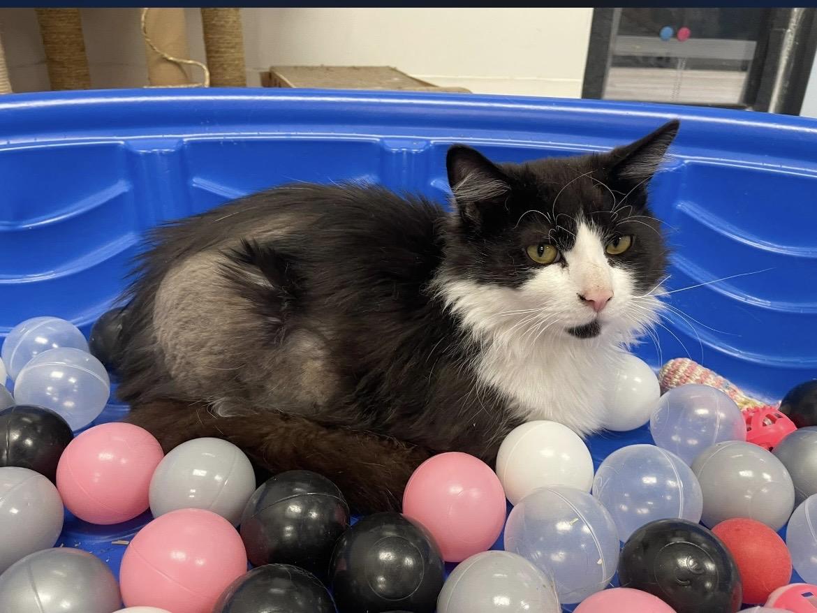 Domino, a ADOPTABLE Domestic Long Hair in Hudsonville, MI image 6/6