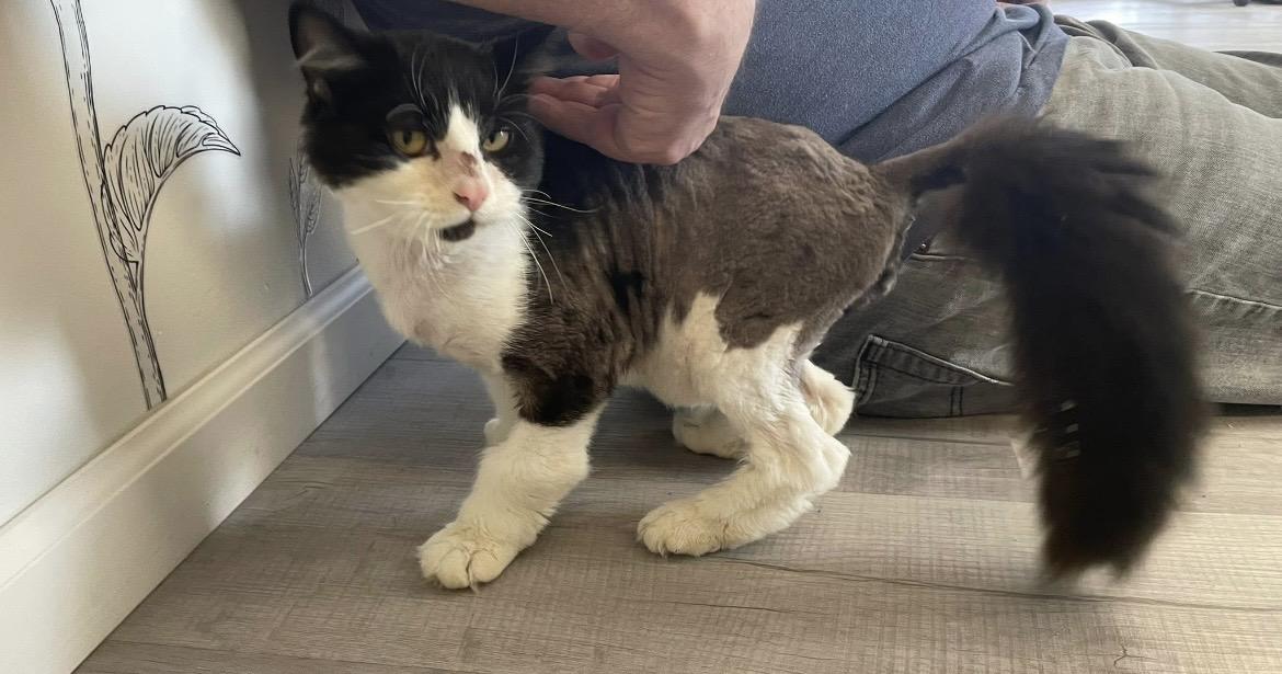 Enlarge Domino, a ADOPTABLE Domestic Short Hair in Hudsonville, MI image 3/6