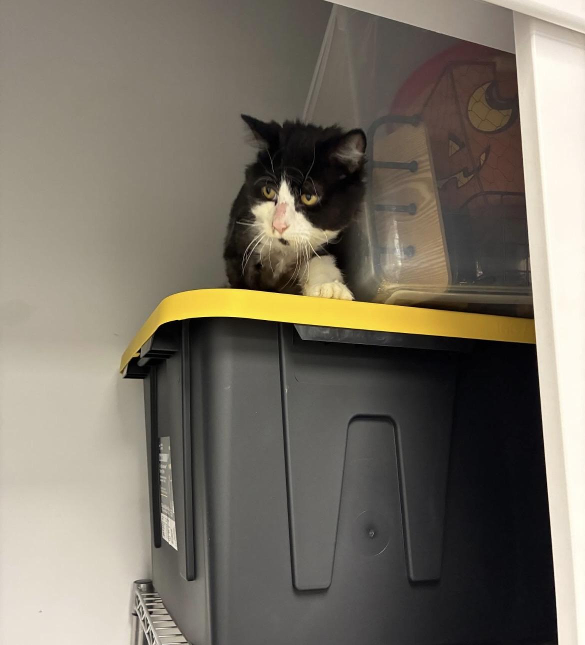 Enlarge Domino, a ADOPTABLE Domestic Short Hair in Hudsonville, MI image 5/6