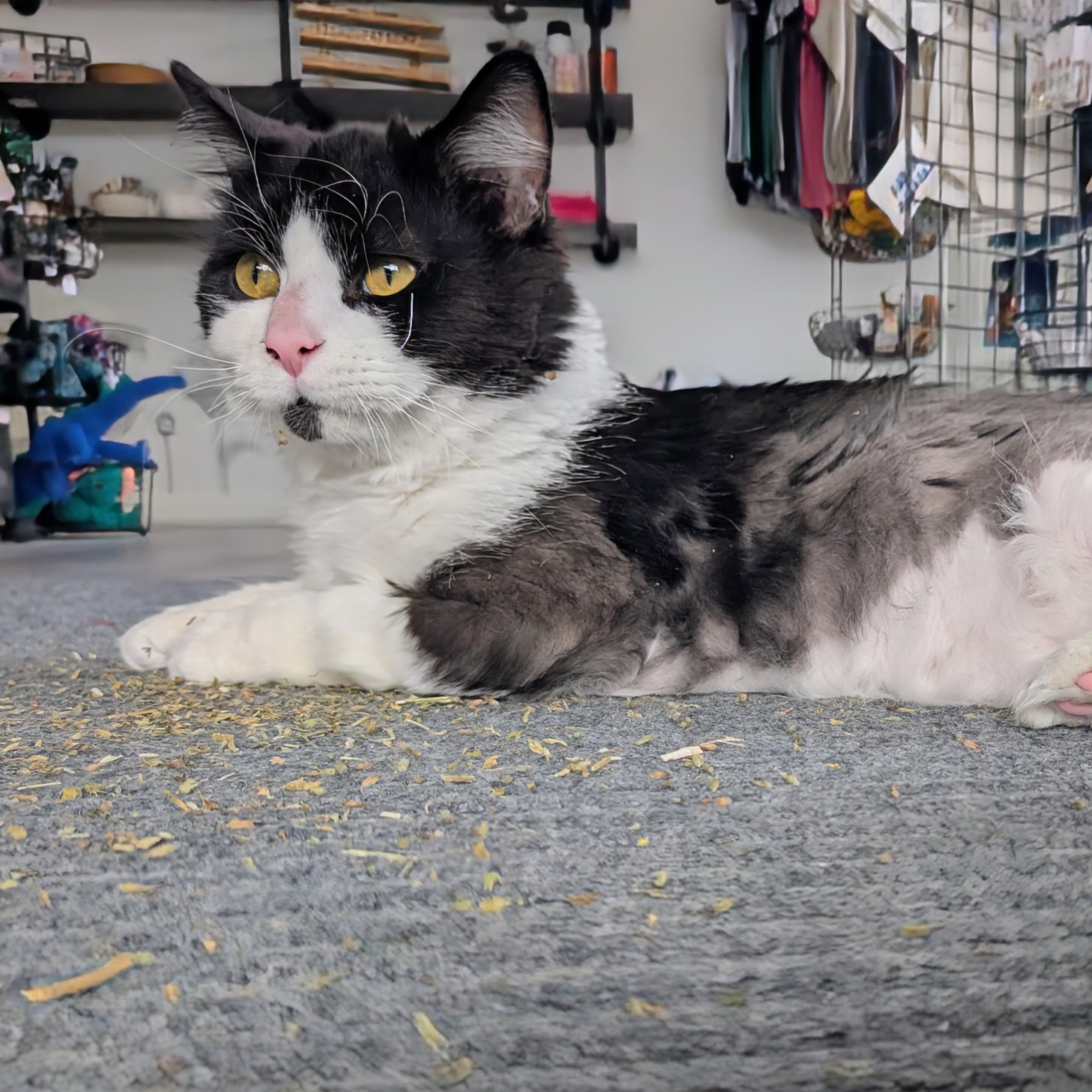 Domino, ADOPTABLE, Young Male Domestic Long Hair.