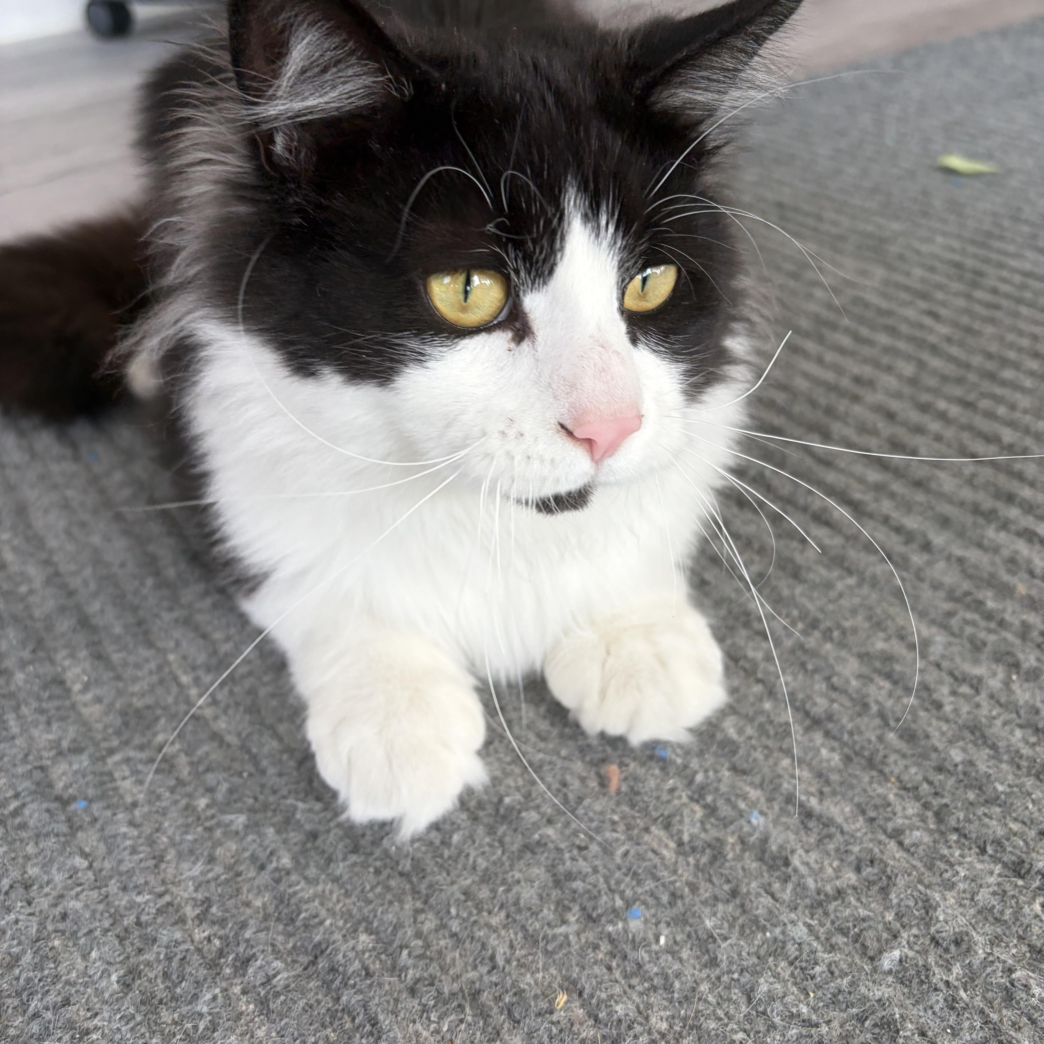 Enlarge Domino, a ADOPTABLE Domestic Long Hair in Hudsonville, MI image 2/6