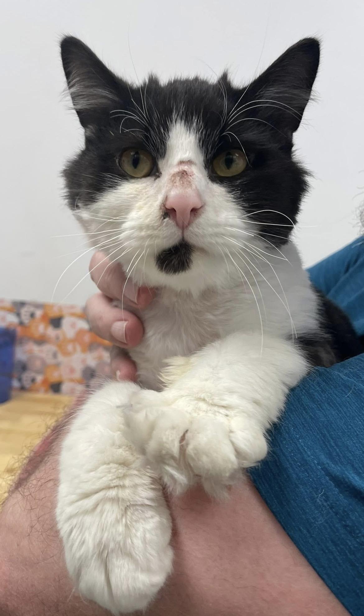 Enlarge Domino, a ADOPTABLE Domestic Short Hair in Hudsonville, MI image 1/6