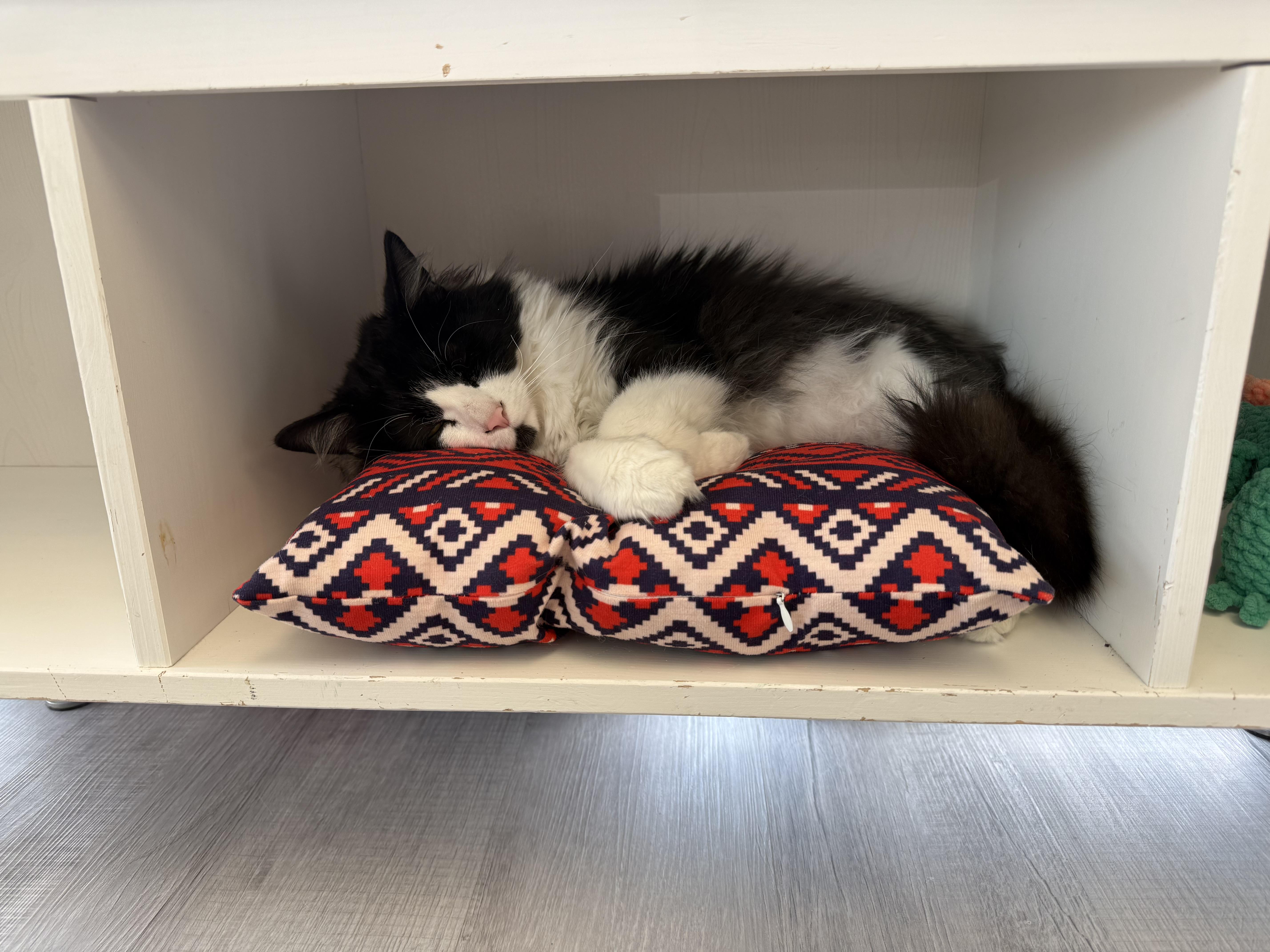 Enlarge Domino, a ADOPTABLE Domestic Long Hair in Hudsonville, MI image 5/6
