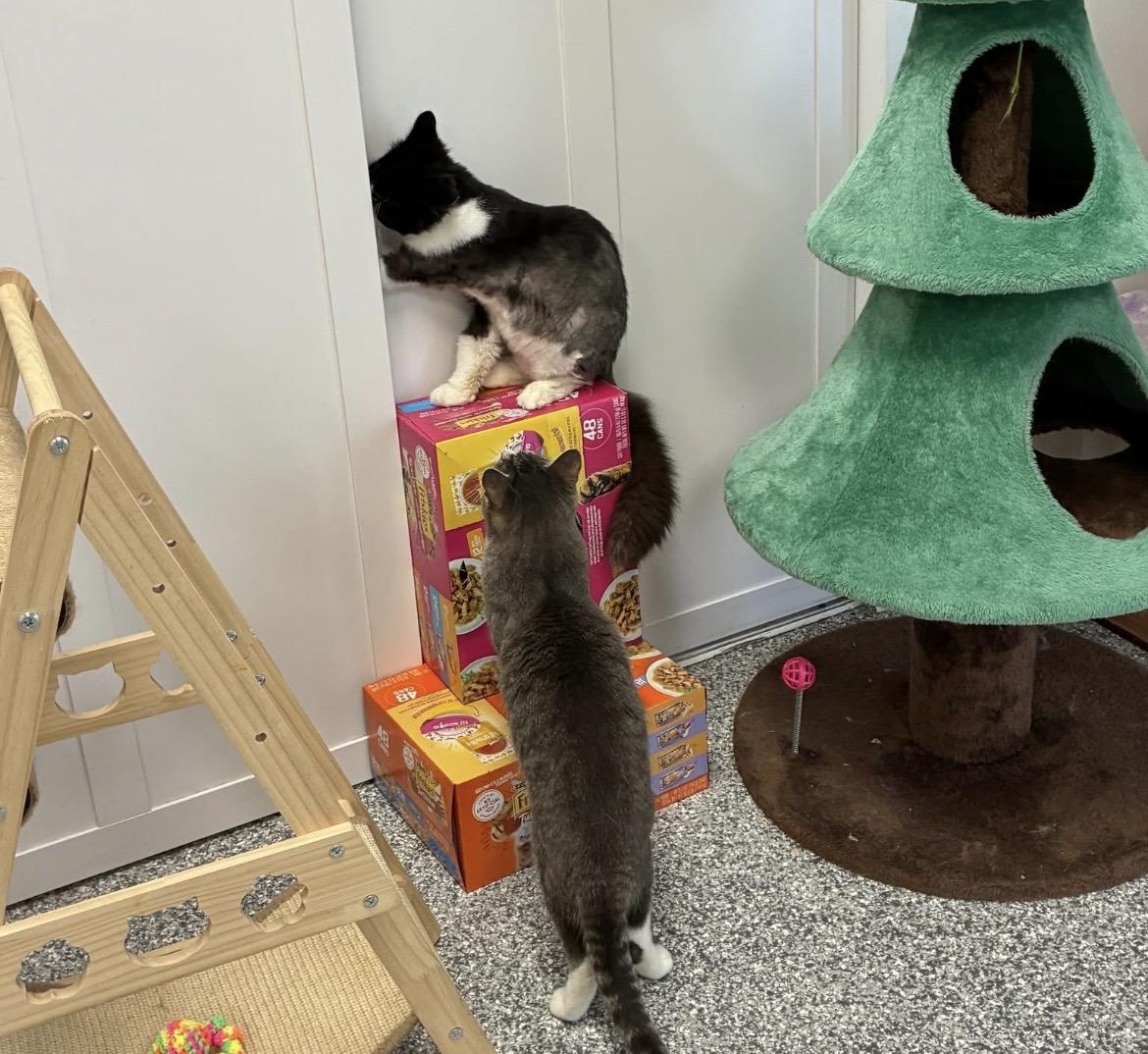 Enlarge Domino, a ADOPTABLE Domestic Short Hair in Hudsonville, MI image 6/6