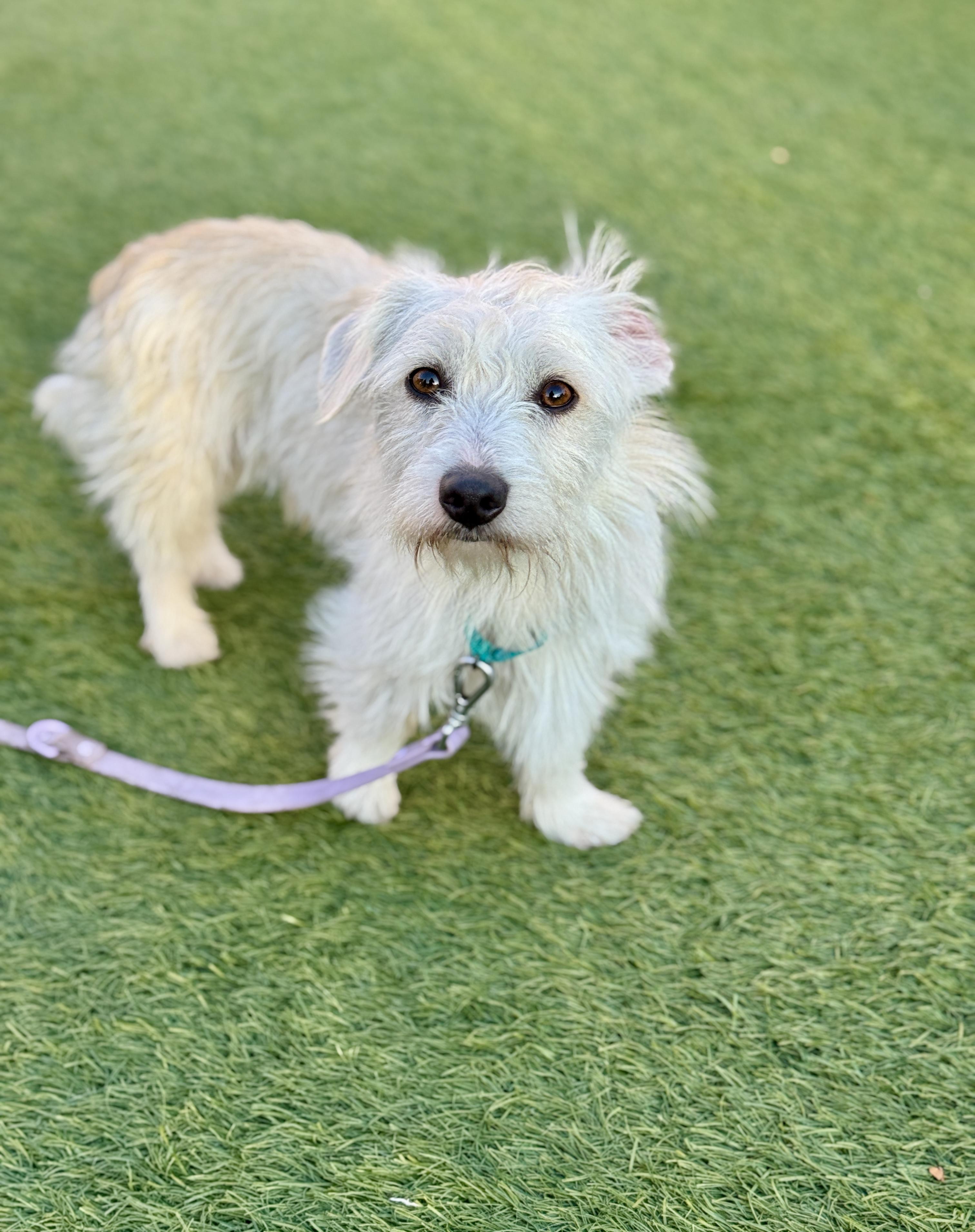 Enlarge Peppo, a ADOPTABLE Terrier in San Francisco, CA image 1/1