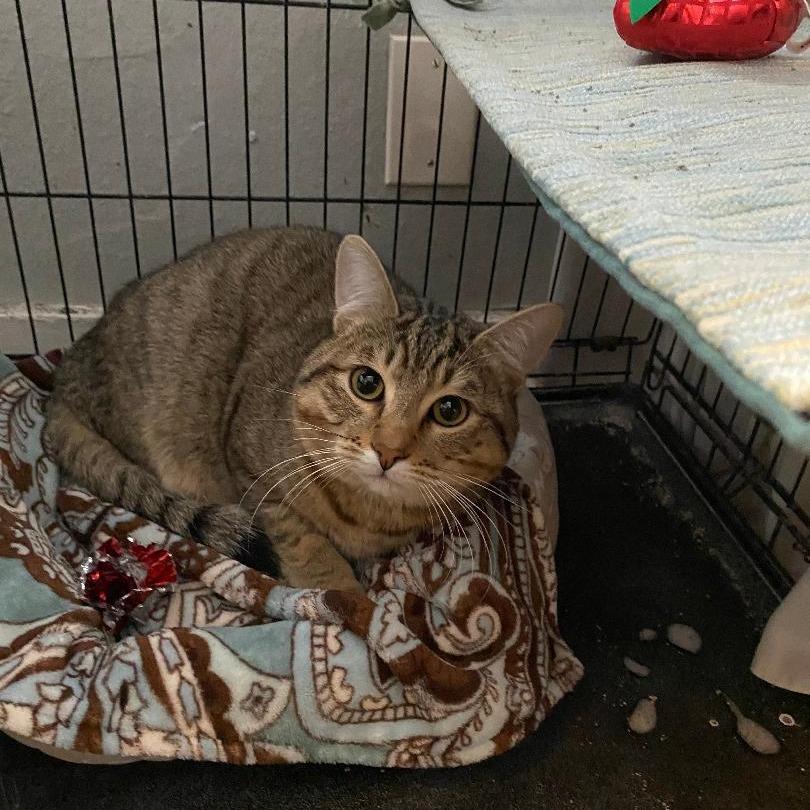 Love Bug, Adoptable, Adult Male Domestic Short Hair.