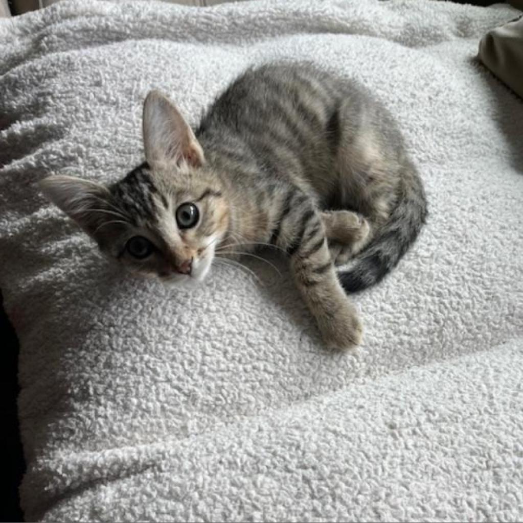 Love Bug, Adoptable, Adult Male Domestic Short Hair.