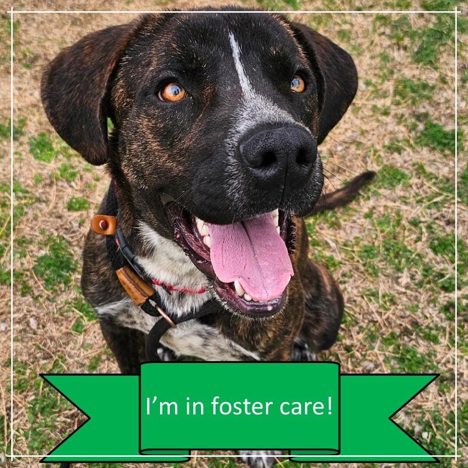 Enlarge Chief, a Adoptable Mixed Breed in Tulsa, OK image 1/6