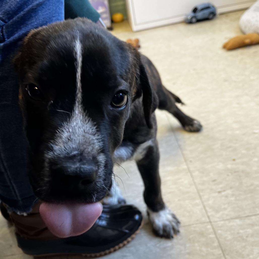 Enlarge Chief, a Adoptable Mixed Breed in Tulsa, OK image 1/6