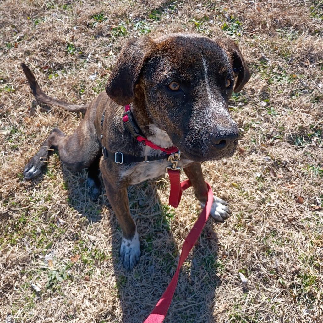 Enlarge Chief, a Adoptable Mixed Breed in Tulsa, OK image 2/6