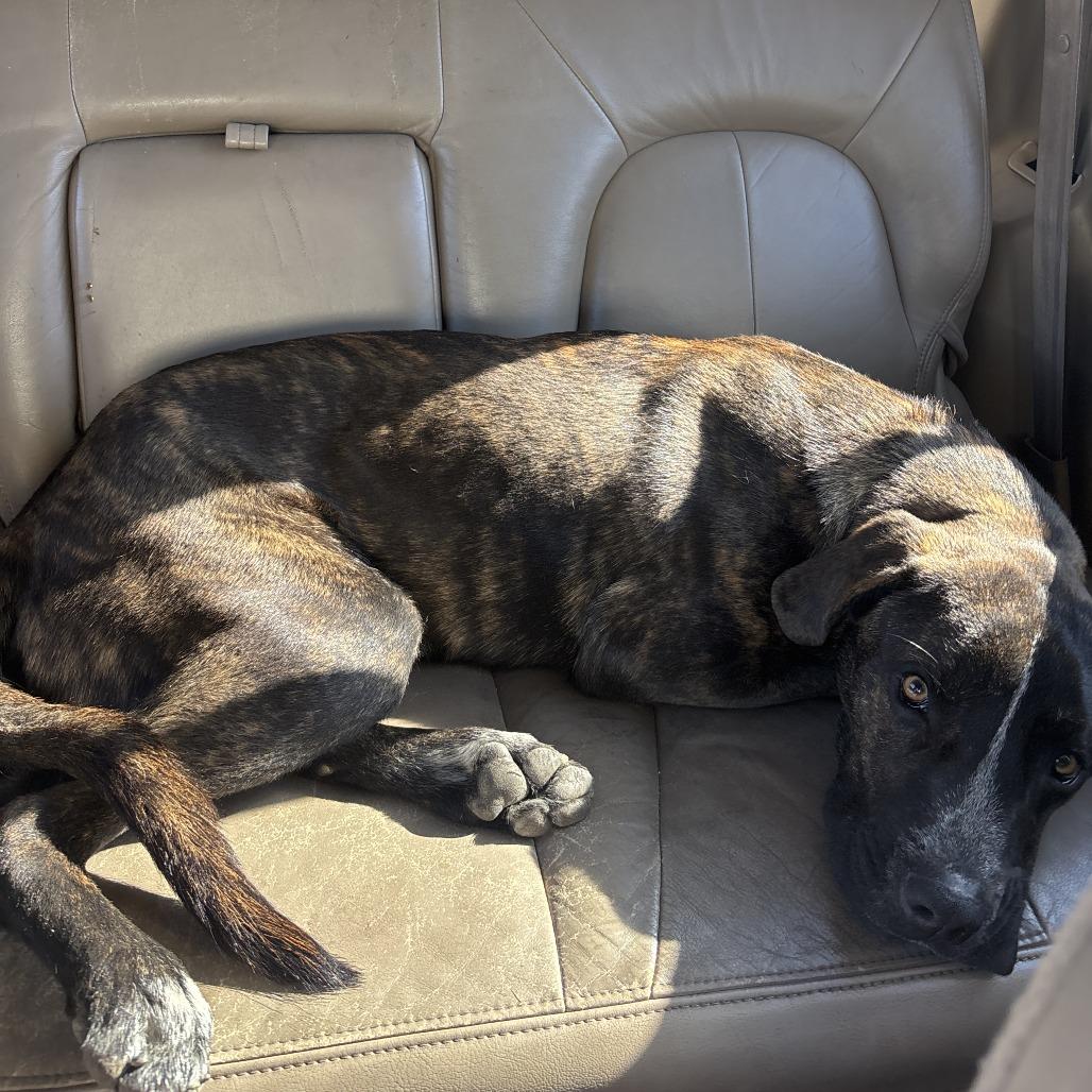 Enlarge Chief, a Adoptable Mixed Breed in Tulsa, OK image 3/6