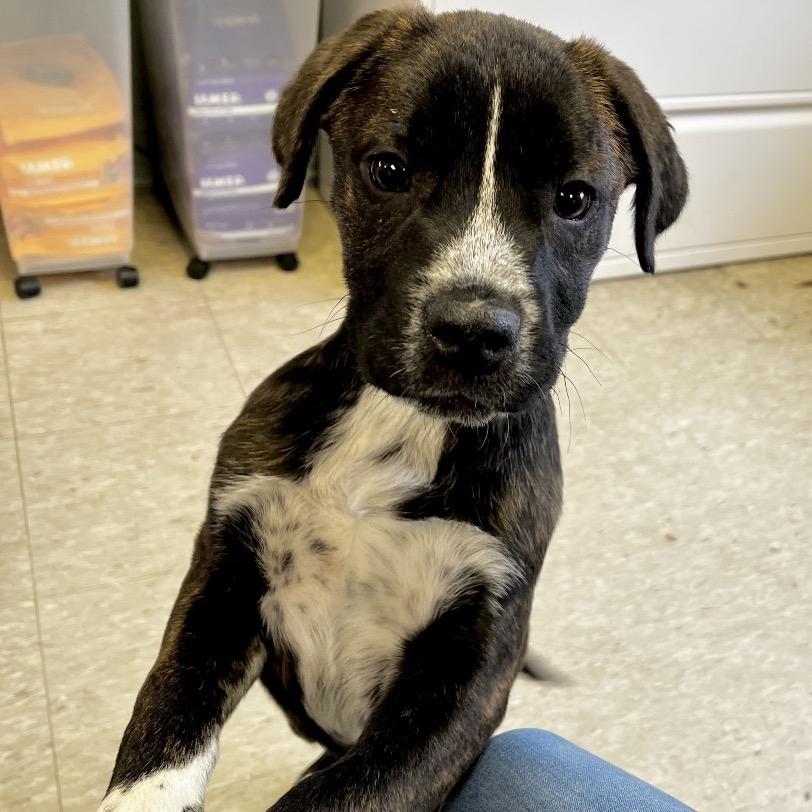 Enlarge Chief, a Adoptable Mixed Breed in Tulsa, OK image 4/6