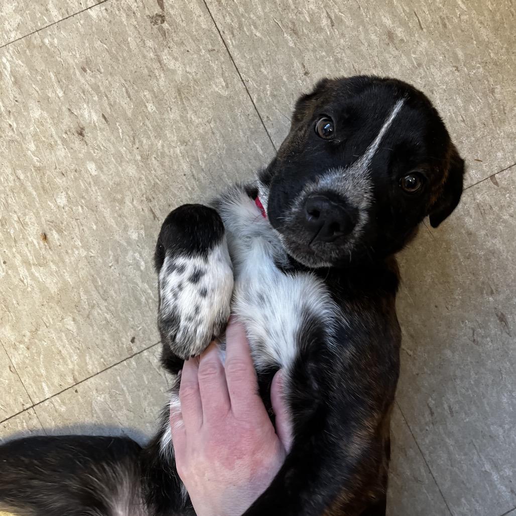 Enlarge Chief, a Adoptable Mixed Breed in Tulsa, OK image 5/6