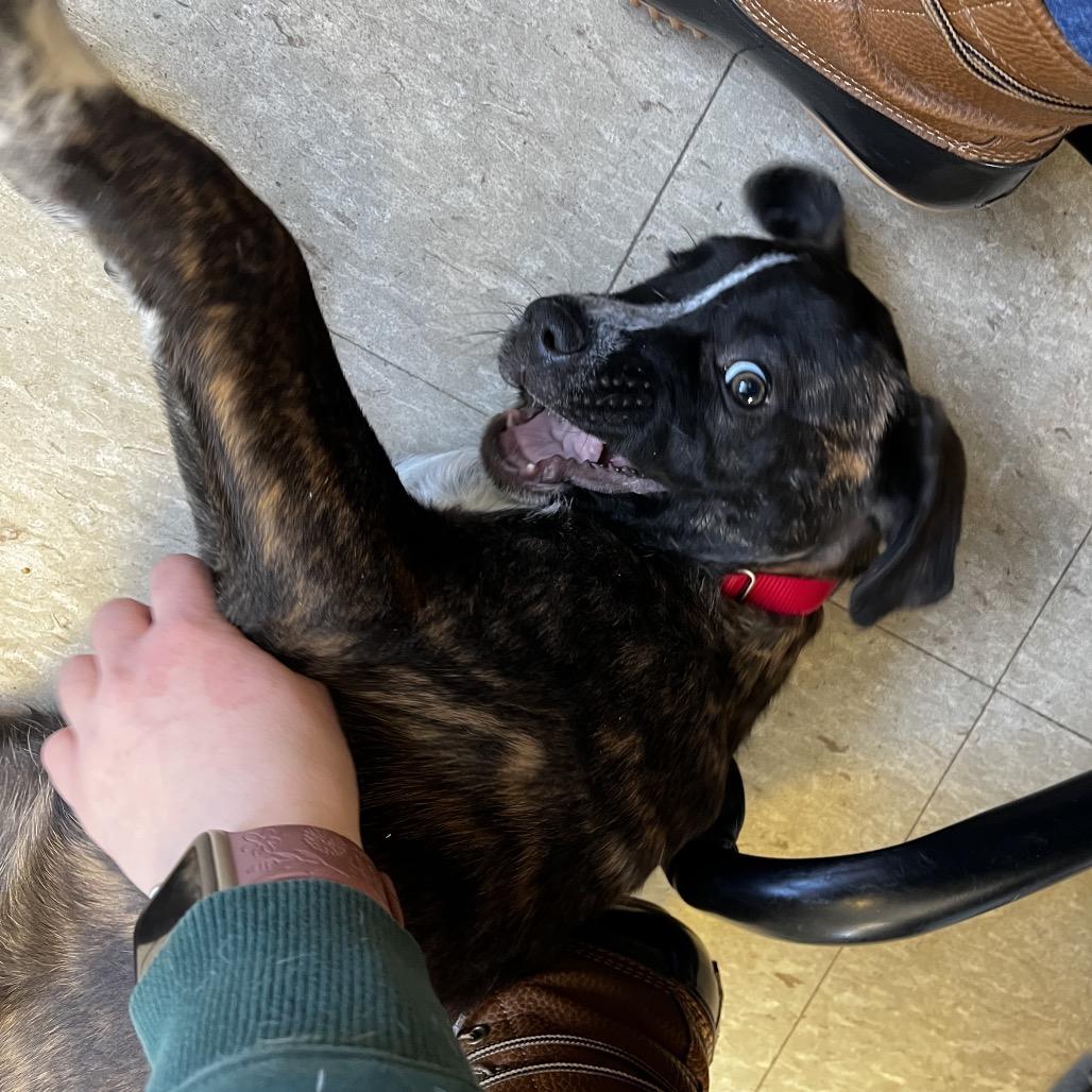 Enlarge Chief, a Adoptable Mixed Breed in Tulsa, OK image 6/6