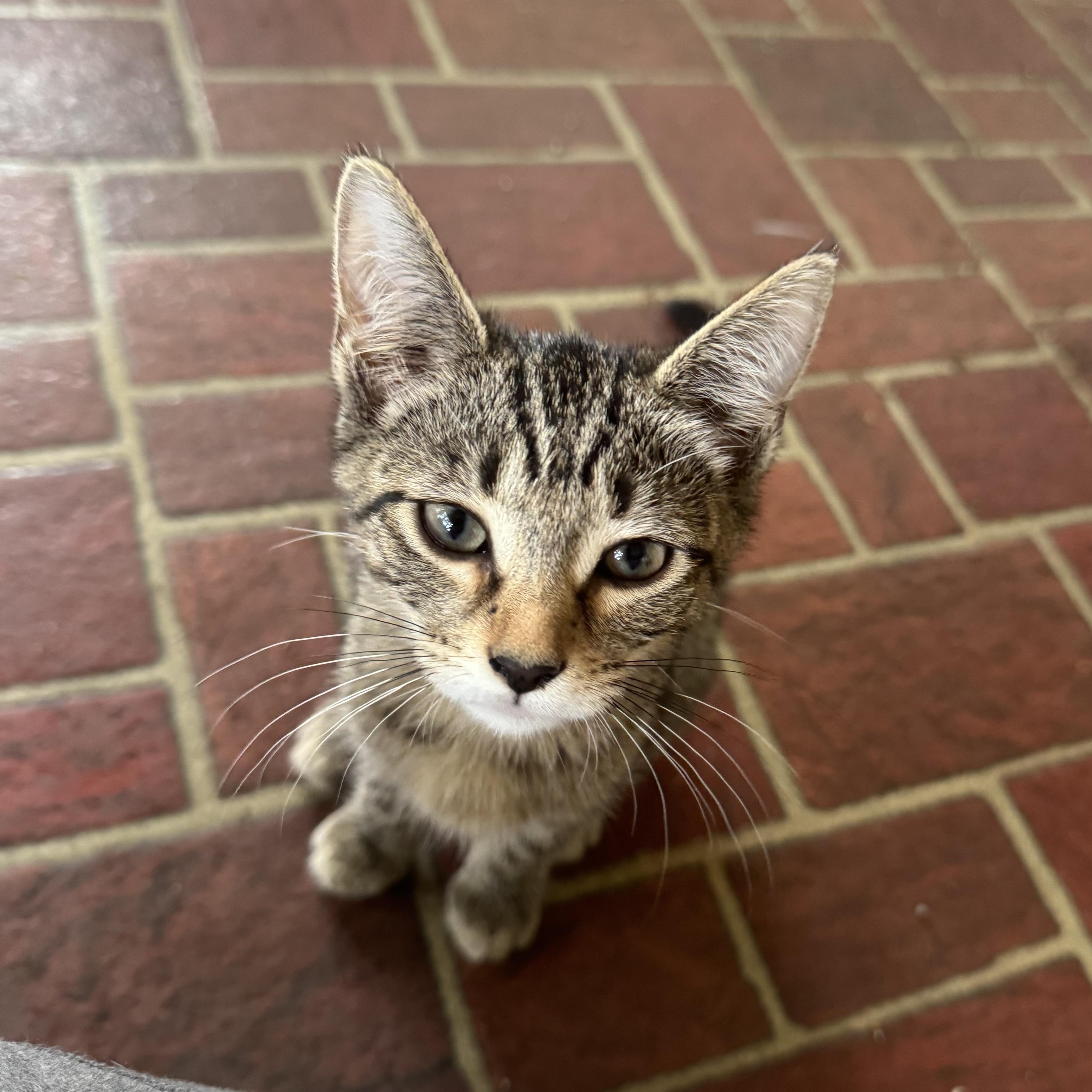 Enlarge Cookie KV, a ADOPTABLE Domestic Short Hair in Joliet, IL image 1/2