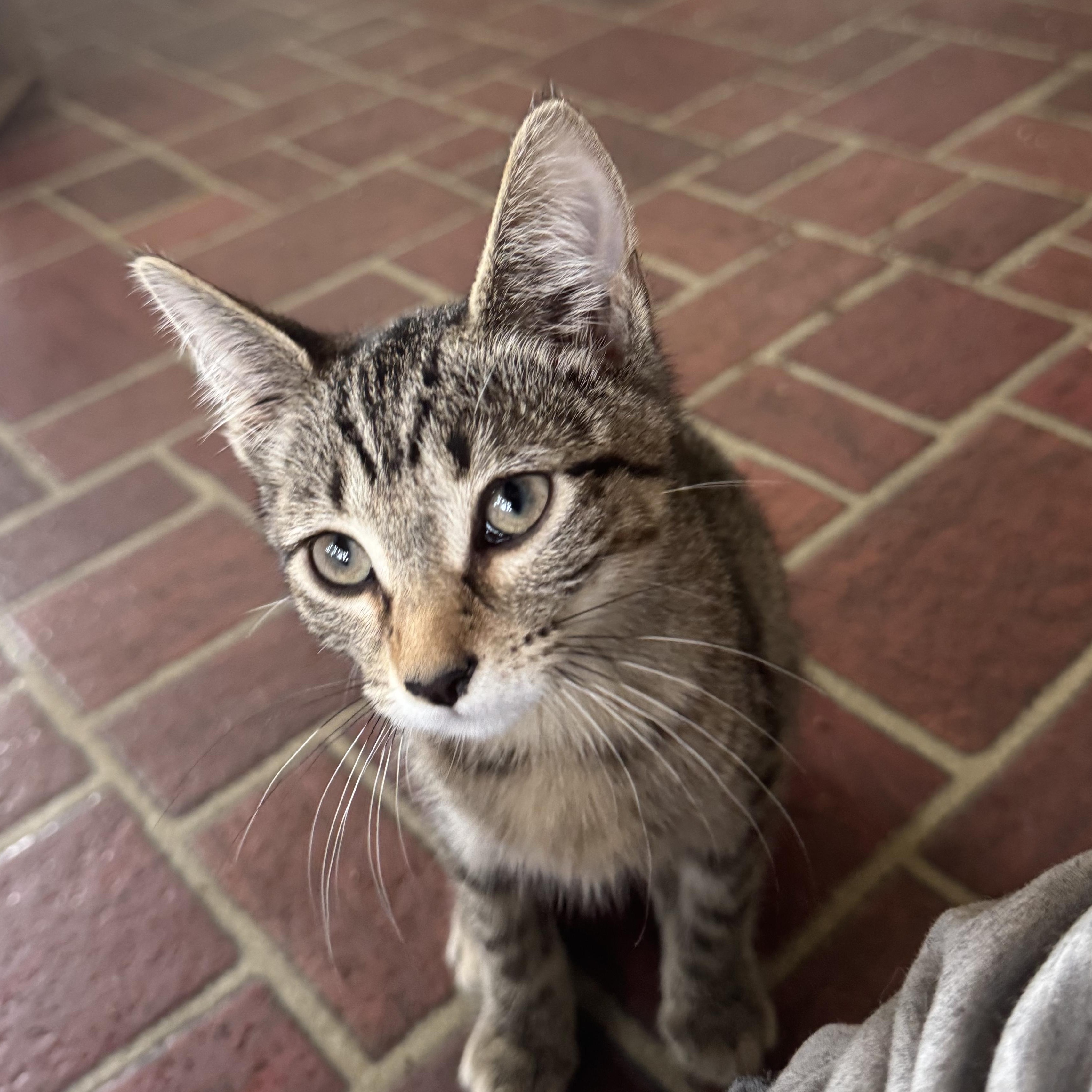 Enlarge Cookie KV, a ADOPTABLE Domestic Short Hair in Joliet, IL image 2/2
