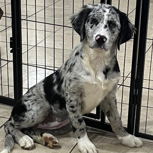 Blessing, a ADOPTABLE mixed breed in Chelmsford, MA image 2/4