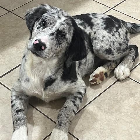 Blessing, a ADOPTABLE mixed breed in Chelmsford, MA image 3/4