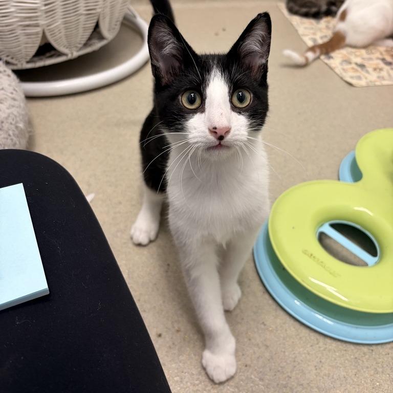 Harvey, Adoptable, Kitten Male Domestic Short Hair.