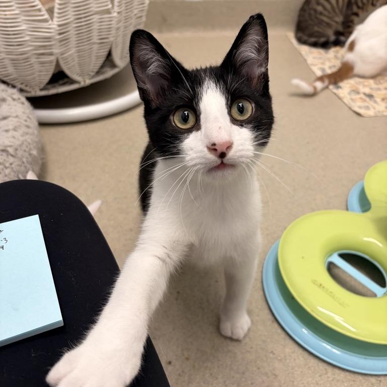 Harvey, a Adoptable Domestic Short Hair in Marshall, VA image 2/3