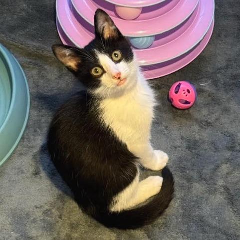 Harvey, a Adoptable Domestic Short Hair in Marshall, VA image 3/3