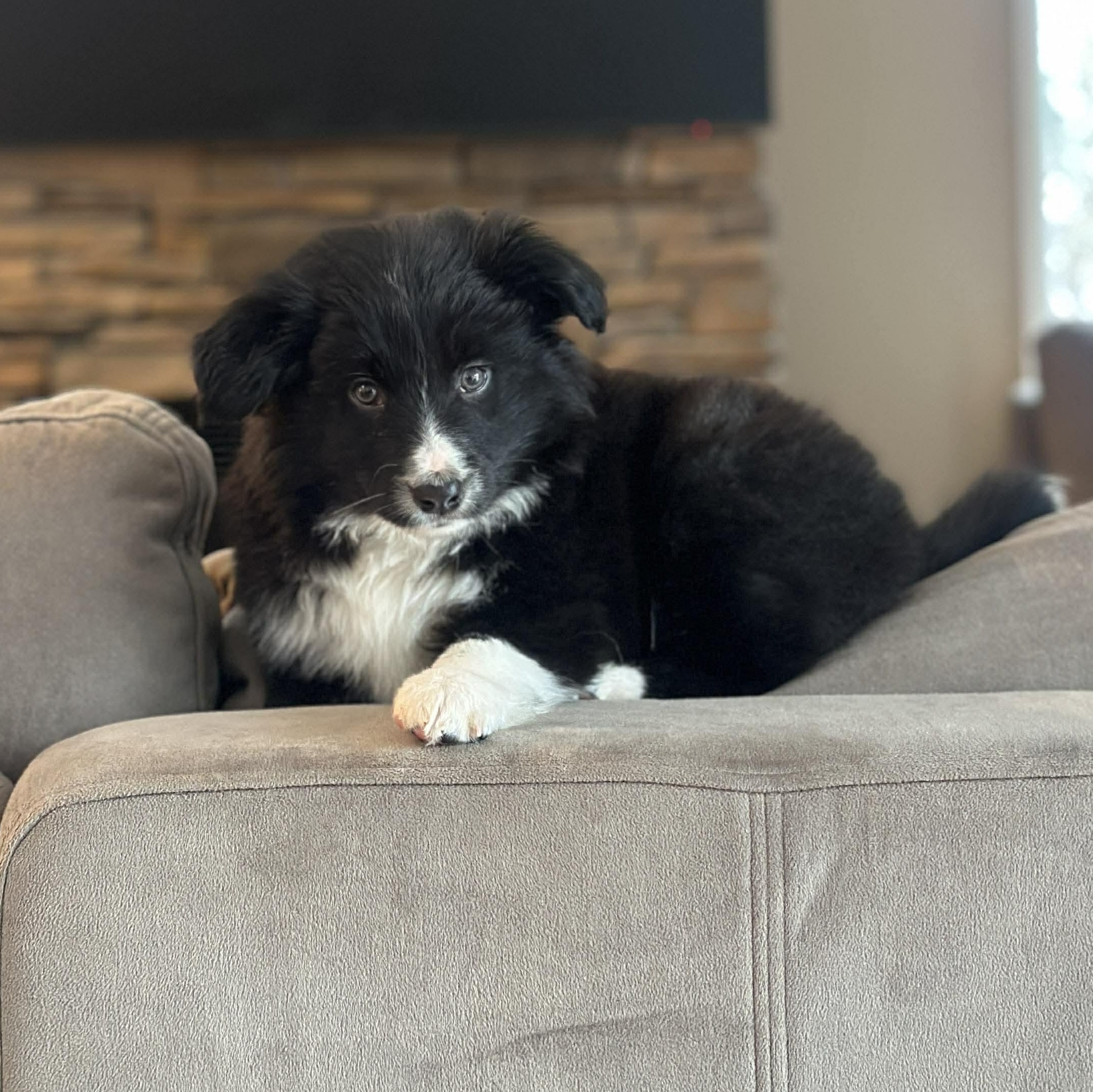 Enlarge Rift, a ADOPTABLE mixed breed in Honeoye Falls, NY image 3/5