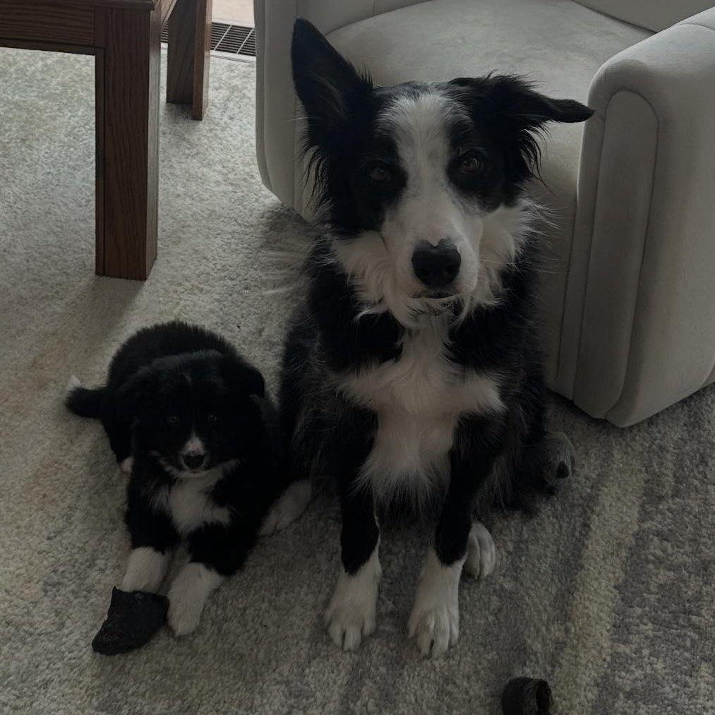 Enlarge Rift, a ADOPTABLE mixed breed in Honeoye Falls, NY image 2/5