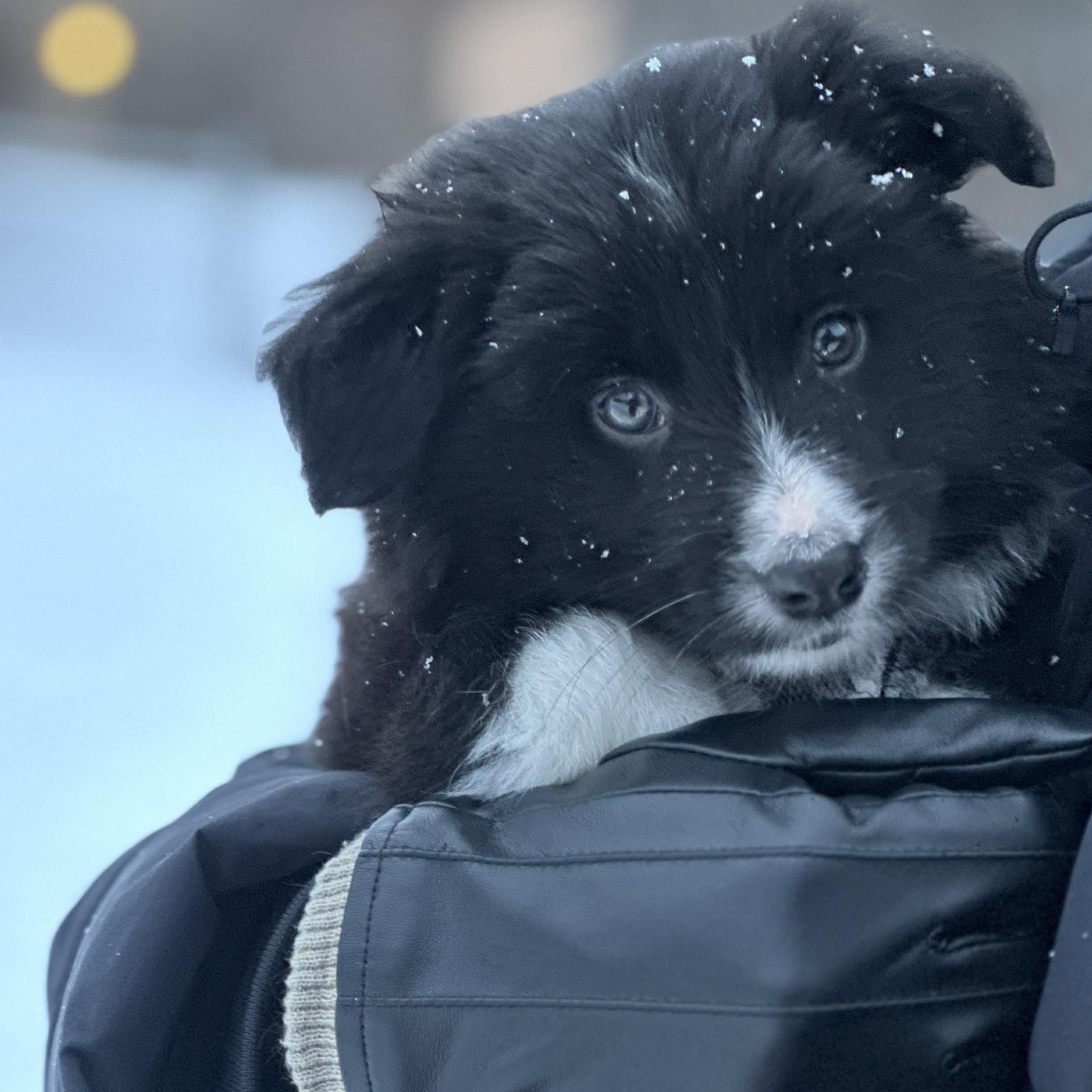 Enlarge Rift, a ADOPTABLE mixed breed in Honeoye Falls, NY image 4/5