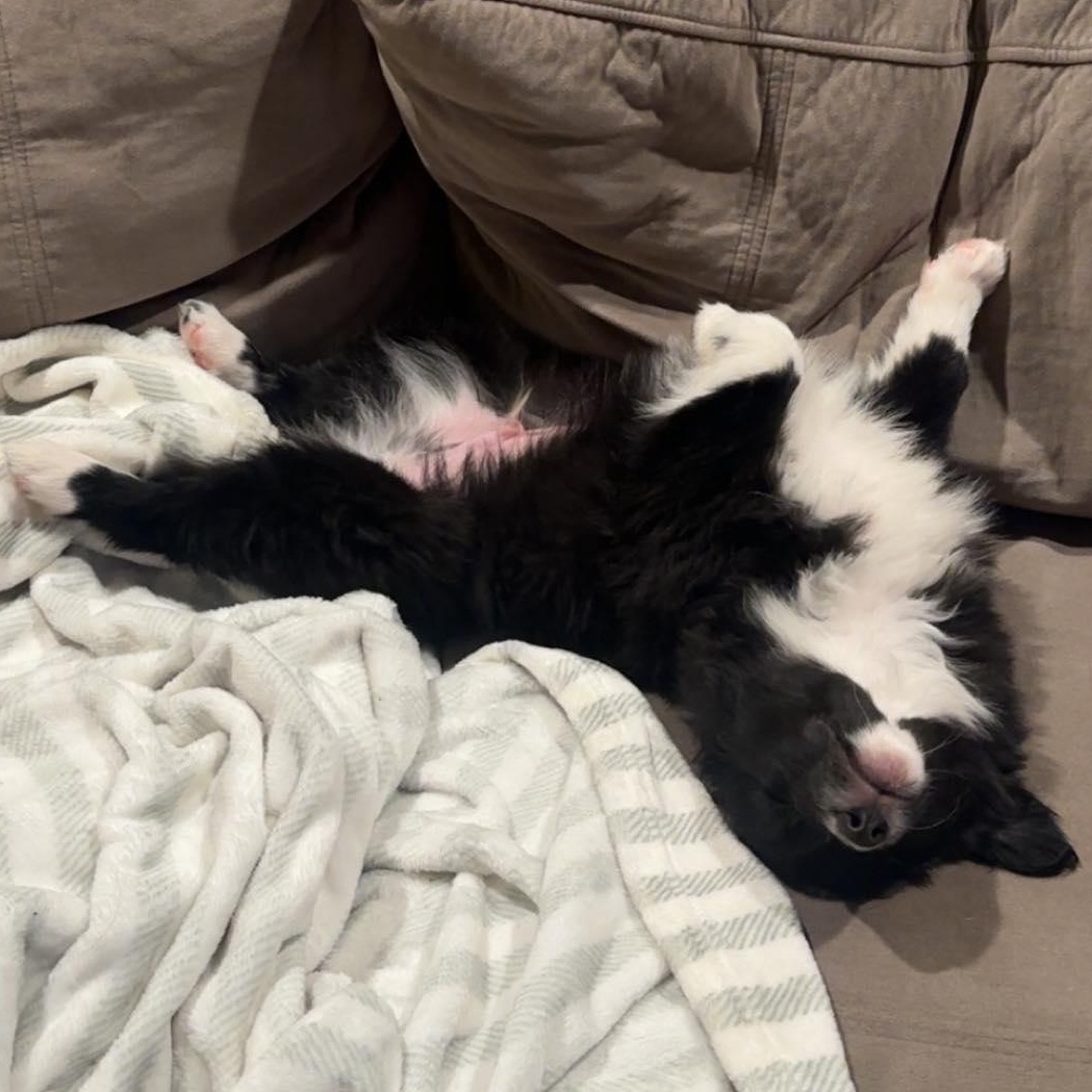 Enlarge Rift, a ADOPTABLE mixed breed in Honeoye Falls, NY image 5/5