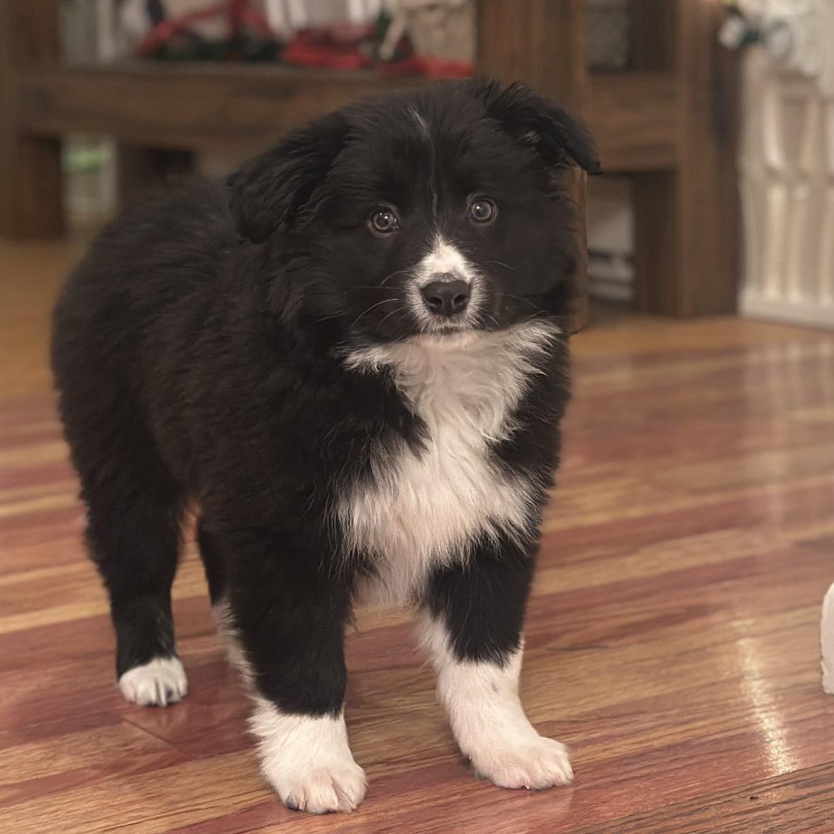 Rift, ADOPTABLE, Young Male Border Collie & Australian Shepherd.
