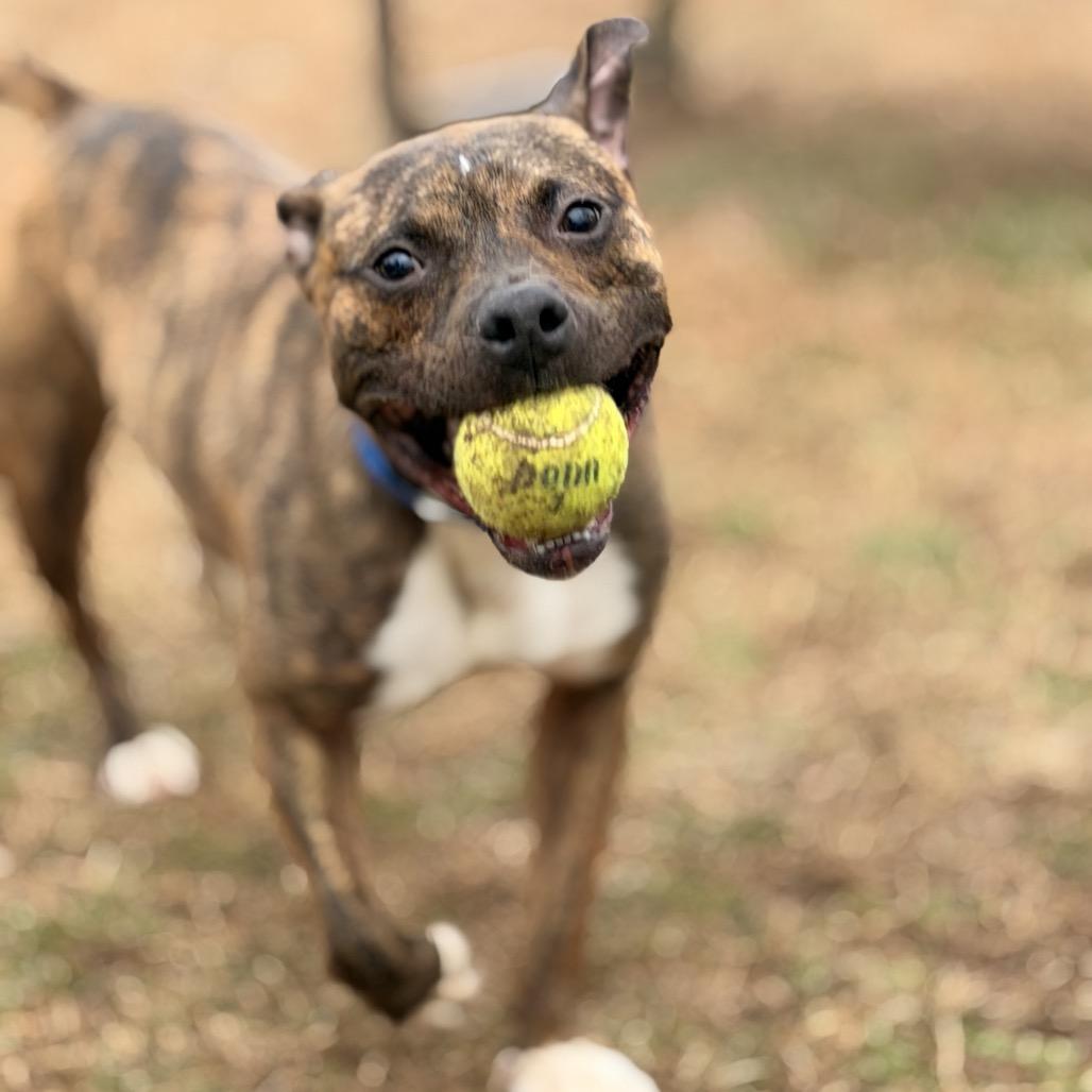 Wetzel, Adoptable, Young Male Mixed Breed.