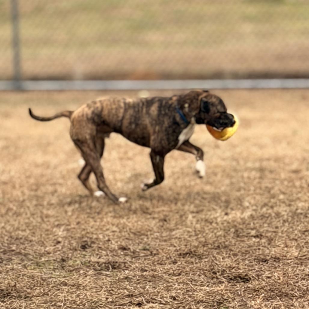 Enlarge Wetzel, a Adoptable Mixed Breed in Chattanooga, TN image 2/6