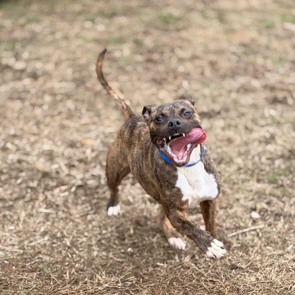 Enlarge Wetzel, a Adoptable Mixed Breed in Chattanooga, TN image 3/6