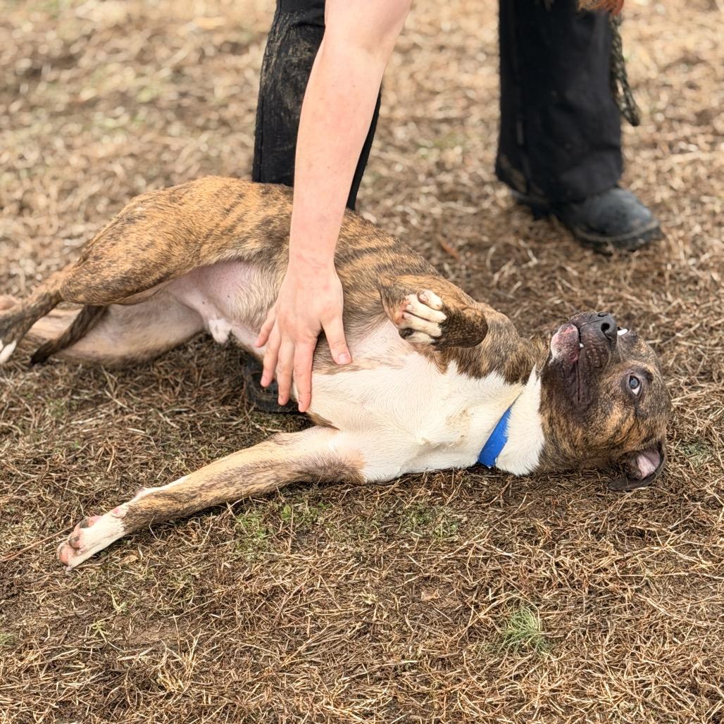 Enlarge Wetzel, a Adoptable Mixed Breed in Chattanooga, TN image 4/6